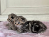 Additional photos: Booking is opened, scottish fold & stright kittens