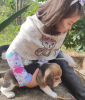 Photo №3. Beagle puppies are looking for. Germany