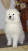 Photo №2 to announcement № 85489 for the sale of samoyed dog - buy in Poland breeder