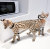 Photo №3. serval kittens. France