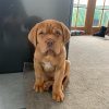 Photo №1. dogue de bordeaux - for sale in the city of Vienna | 475$ | Announcement № 83346