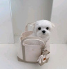 Photo №2 to announcement № 111742 for the sale of maltese dog - buy in Finland 