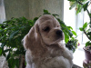 Photo №2 to announcement № 7755 for the sale of american cocker spaniel - buy in Russian Federation from nursery