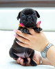 Photo №4. I will sell french bulldog in the city of Kishinev. breeder - price - 264$