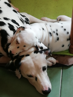 Photo №3. Dalmatian puppy, from purebred parents. There are birth documents from the Dog. Ukraine