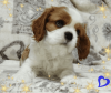 Additional photos: Cavalier King Charles Spaniel promising boy