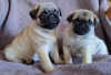 Photo №2 to announcement № 93043 for the sale of pug - buy in Finland private announcement