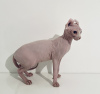 Photo №1. sphynx-katze - for sale in the city of Munich | 468$ | Announcement № 21506