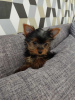 Photo №2 to announcement № 119351 for the sale of yorkshire terrier - buy in Germany private announcement