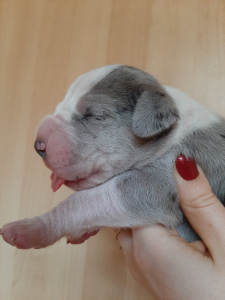 Photo №2 to announcement № 4595 for the sale of great dane - buy in Russian Federation from nursery