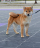 Additional photos: Shiba Inu puppies