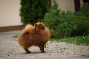 Photo №4. I will sell german spitz in the city of Москва. breeder - price - negotiated
