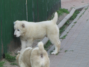 Photo №3. Central Asian Shepherd Puppies. Belarus