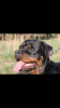 Photo №3. Rottweiler puppies for sale. Russian Federation