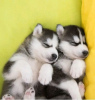 Photo №2 to announcement № 123176 for the sale of siberian husky - buy in Finland private announcement, breeder