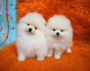 Photo №2 to announcement № 30010 for the sale of pomeranian - buy in Germany private announcement