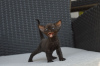 Photo №2 to announcement № 121021 for the sale of devon rex - buy in Germany private announcement, breeder