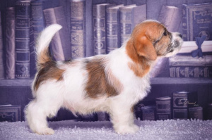 Photo №3. Jack Russell Terrier Puppies. Russian Federation