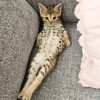 Photo №1. savannah cat - for sale in the city of Дармштадт | 359$ | Announcement № 123264