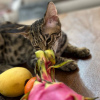 Photo №4. I will sell savannah cat in the city of Ливерпуль. private announcement, from nursery, breeder - price - negotiated