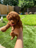 Photo №3. very playful Toy poodle puppies for free adoption. Germany