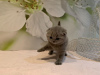 Photo №2 to announcement № 118359 for the sale of scottish fold - buy in Germany private announcement, breeder