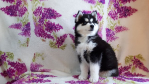 Photo №3. Very beautiful, smart Siberian Husky puppies for sale from wonderful parents. Russian Federation