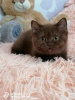 Photo №2 to announcement № 21800 for the sale of british shorthair - buy in Russian Federation from nursery