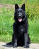 Photo №2 to announcement № 19588 for the sale of german shepherd - buy in Poland private announcement, from nursery, breeder