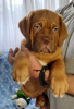Photo №4. I will sell dogue de bordeaux in the city of Москва. from nursery - price - negotiated