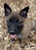 Photo №1. belgian shepherd - for sale in the city of Degerfors | negotiated | Announcement № 124678