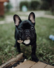 Additional photos: Beautiful french bulldog puppies for sale male and female