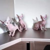 Photo №1. sphynx cat - for sale in the city of Berlin | negotiated | Announcement № 117753