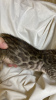 Photo №4. I will sell bengal cat in the city of Krasnodar. breeder - price - 130$
