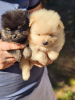 Photo №4. I will sell pomeranian in the city of Belgrade.  - price - 423$