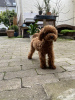 Photo №3. toy poodle. Germany