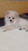 Photo №1. pomeranian - for sale in the city of Франкенберг | negotiated | Announcement № 41734