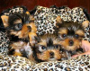 Photo №1. yorkshire terrier - for sale in the city of Jeddah | negotiated | Announcement № 20948