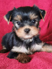 Photo №1. beaver yorkshire terrier - for sale in the city of Al Khor | Is free | Announcement № 68304