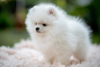 Photo №3. High quality Pomeranian puppies. Serbia