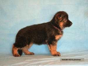 Photo №4. I will sell german shepherd in the city of Москва. from nursery - price - 455$