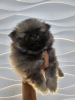 Photo №2 to announcement № 123087 for the sale of pomeranian - buy in Serbia private announcement