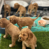 Photo №2 to announcement № 71895 for the sale of english cocker spaniel - buy in Ireland 