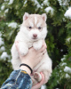 Photo №2 to announcement № 31091 for the sale of siberian husky - buy in Ukraine from nursery, breeder