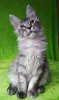Photo №4. I will sell maine coon in the city of Barnaul. from nursery - price - negotiated