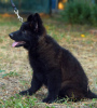 Additional photos: Puppy. German Shepherd.