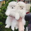 Photo №4. I will sell pomeranian in the city of Гамбург. from nursery, from the shelter, breeder - price - 211$