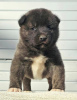 Photo №3. American Akita, puppies. Serbia