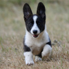 Additional photos: Welsh Corgi Cardigan puppy FCI