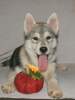 Photo №4. I will sell siberian husky in the city of Москва. from nursery - price - 1302$